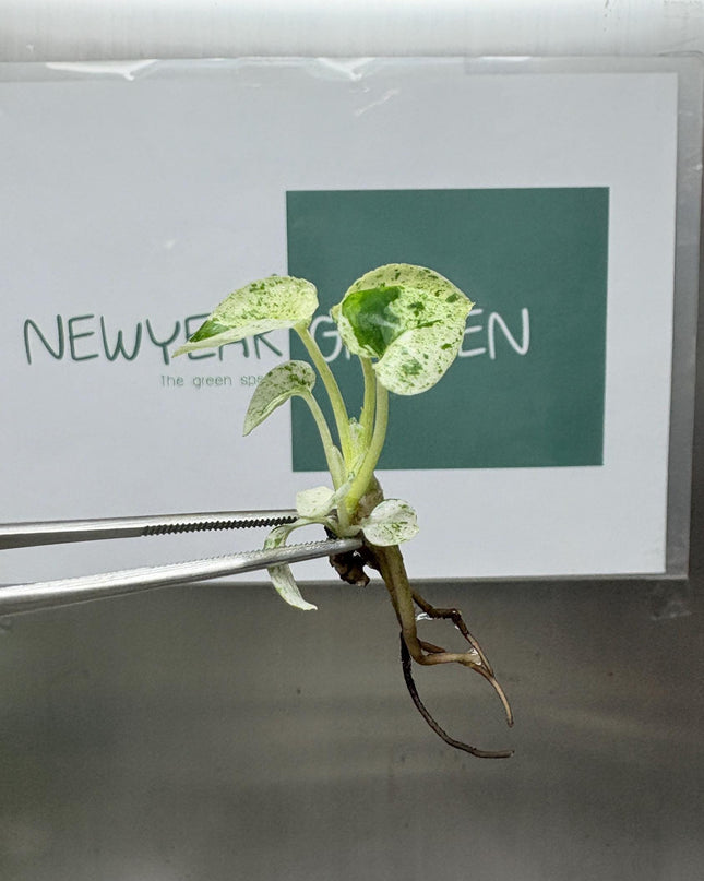 Epipremnum Marble  Tissue Culture (5 items/bag)
