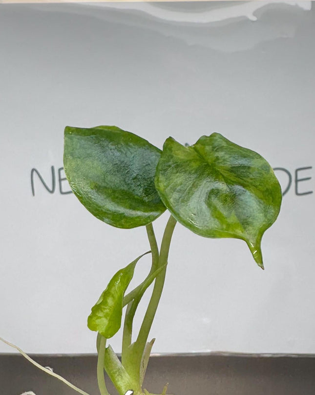 Alocasia Dragon's Breath Aurea Variegated Tissue Culture (1 item/bag)
