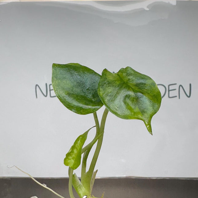 Alocasia Dragon's Breath Aurea Variegated Tissue Culture (1 item/bag)