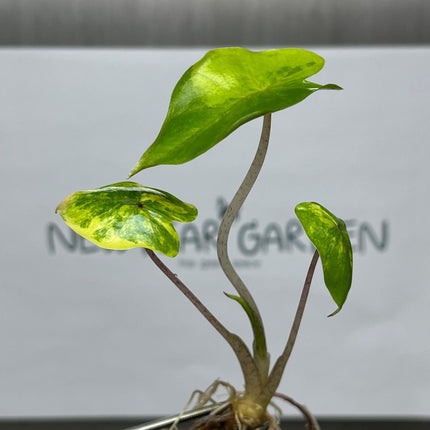 Alocasia Yucatan Princess Aurea Variegated Tissue Culture (1 item/bag)