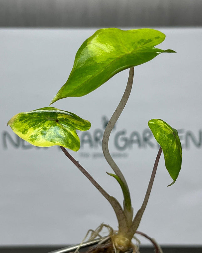 Alocasia Yucatan Princess Aurea Variegated Tissue Culture (1 item/bag)