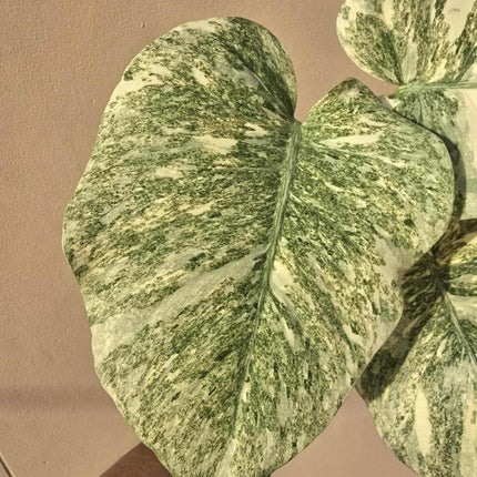 Monstera Legacy Variegated 'T.H.Plants' Tissue Culture (1 item/bag)