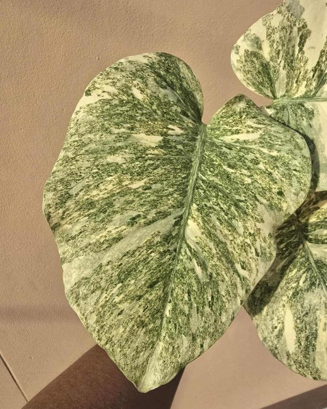 Monstera Legacy Variegated 'T.H.Plants' Tissue Culture (1 item/bag)
