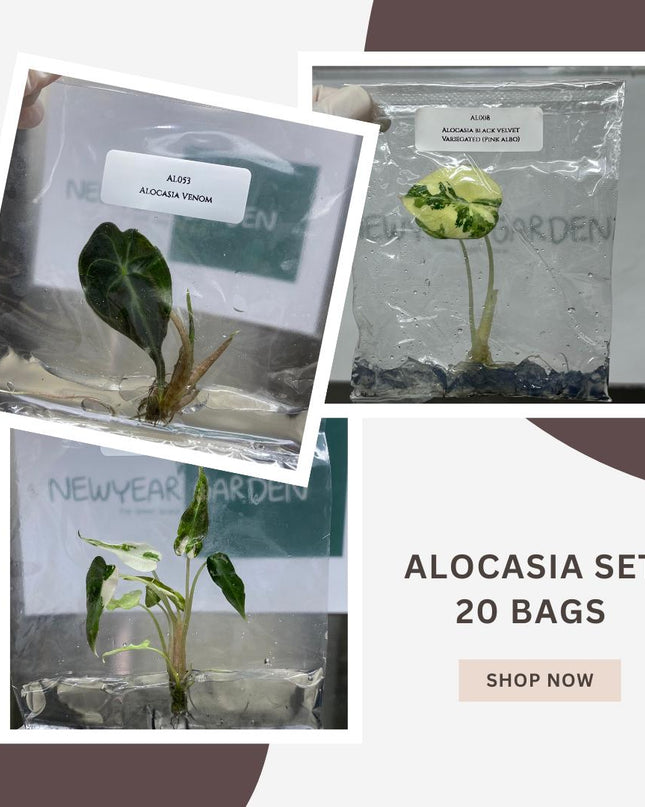 Special Set of 20 Bags of Alocasia Tissue Culture