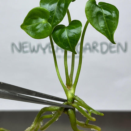 Anthurium Clarinervinum Hybrid Tissue Culture (1 item/bag)