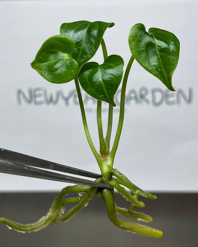 Anthurium Clarinervinum Hybrid Tissue Culture (1 item/bag)