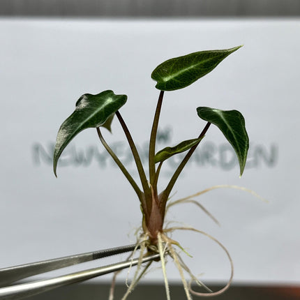 Alocasia Bambino Tissue Culture (5 items/bag)