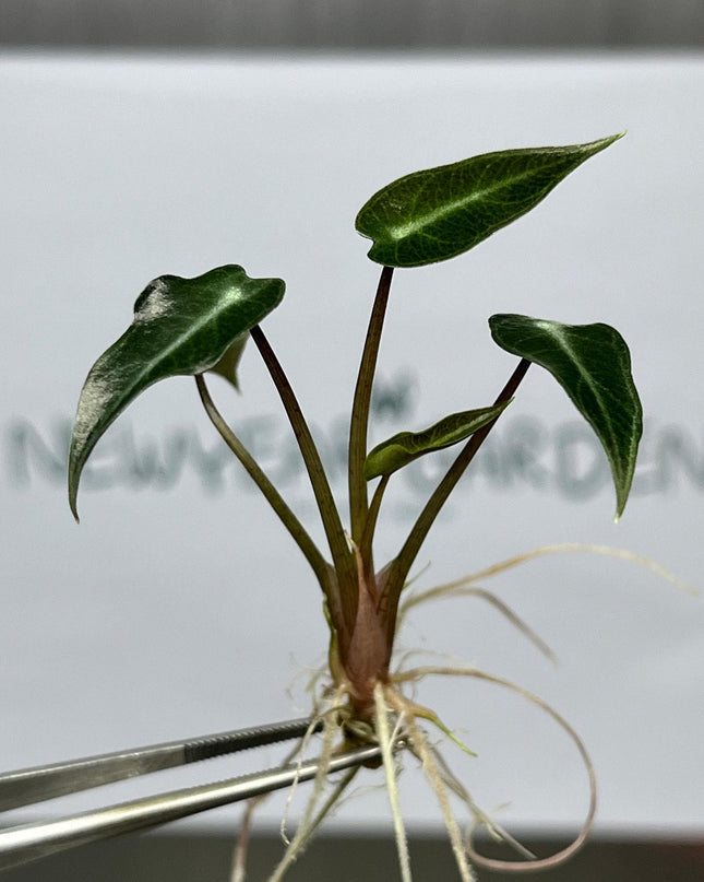 Alocasia Bambino Tissue Culture (5 items/bag)