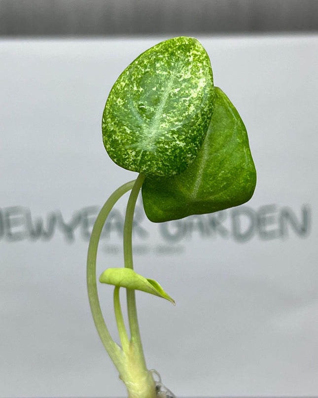 Alocasia Black Velvet Ninja-Splash Variegated Tissue Culture (1 item/bag)