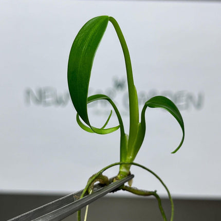 Monstera Burle Marx Frame Tissue Culture (1 item/bag)