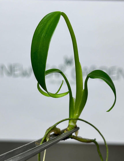 Collection image for: Monstera