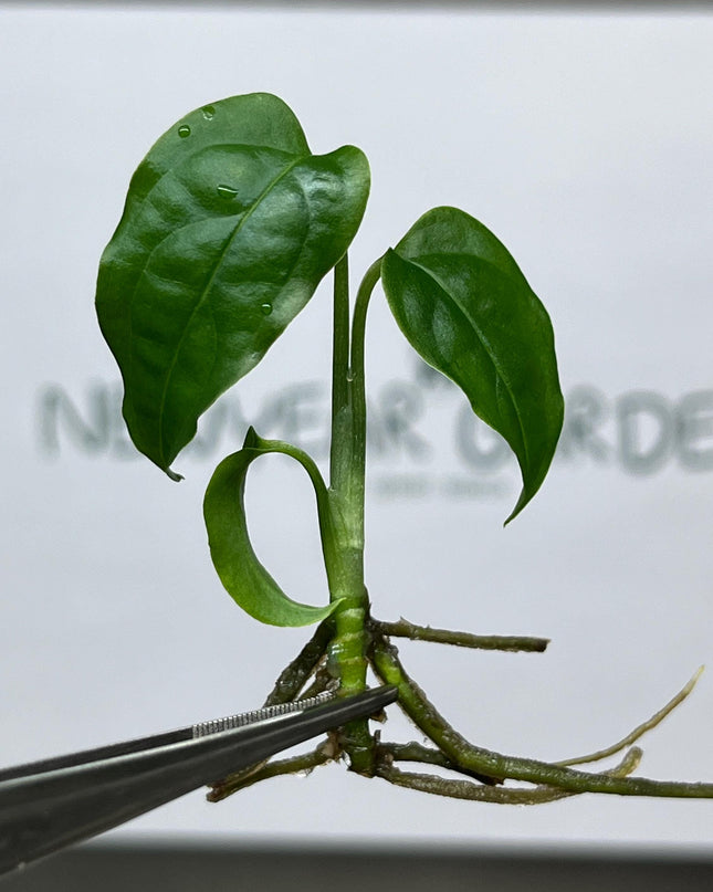 Monstera Obliqua Peru Tissue Culture (1 item/bag)