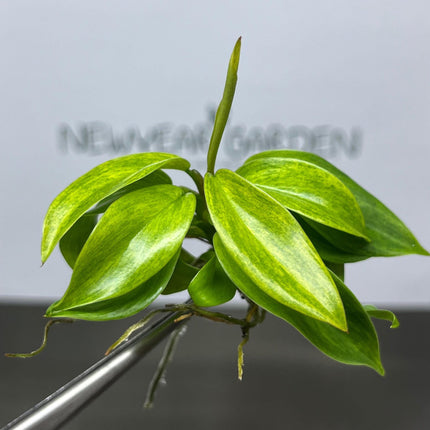 Philodendron Painted Lady Tissue Culture (1 item/bag)