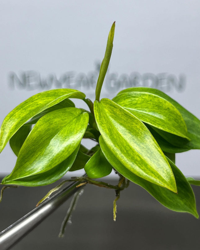 Philodendron Painted Lady Tissue Culture (1 item/bag)