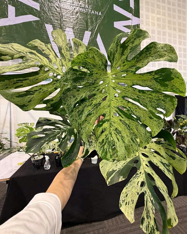 Monstera Deliciosa Bulbasaur Tissue Culture B grade (1 item/bag)