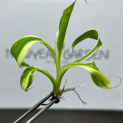 Musa Pink Variegated (NoNo) Tissue Culture (1 item/bag)
