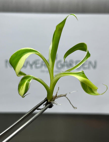 Collection image for: Musa