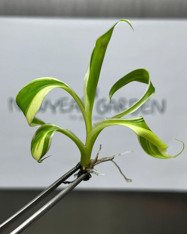 Musa Pink Variegated (NoNo) Tissue Culture (1 item/bag)