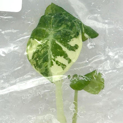 Alocasia Ninja Albo Variegated Tissue Culture (1 item/bag)
