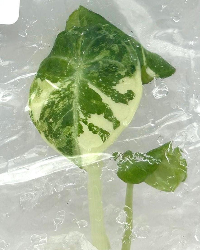 Alocasia Ninja Albo Variegated Tissue Culture (1 item/bag)