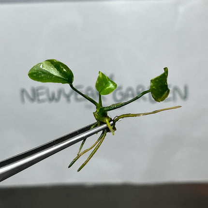 Anubius Variegated Tissue Culture (1 item/bag)