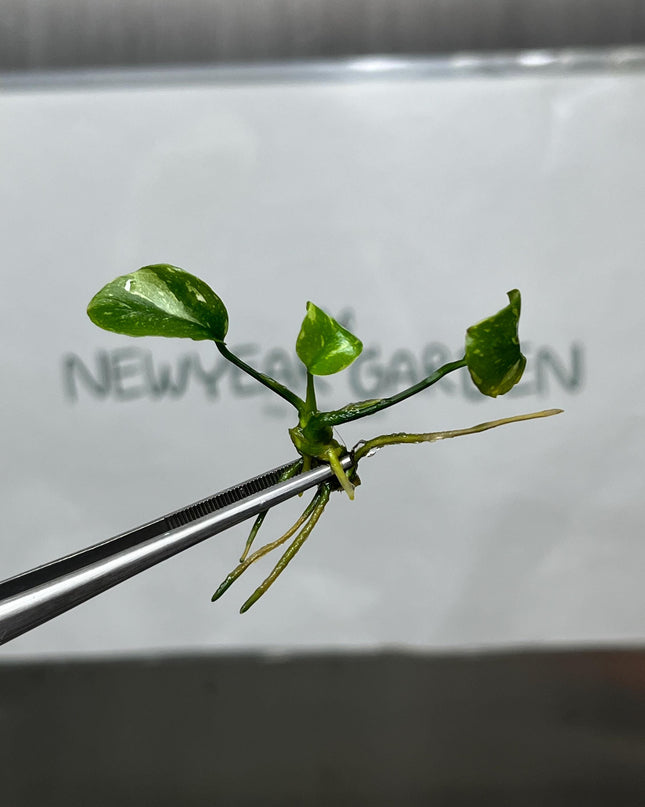 Anubius Variegated Tissue Culture (1 item/bag)