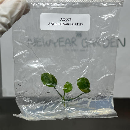 Anubius Variegated Tissue Culture (1 item/bag)
