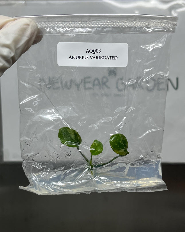 Anubius Variegated Tissue Culture (1 item/bag)