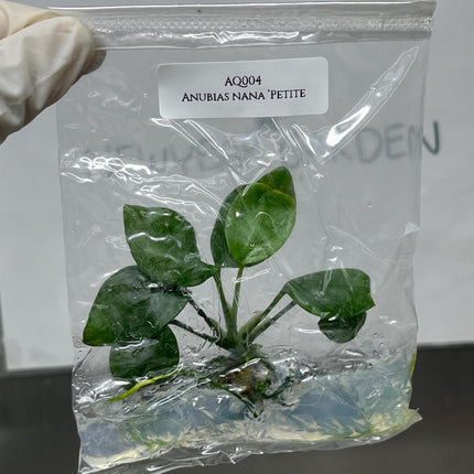 Anubias Nana ‘Petite' Tissue Culture (1 item/bag)