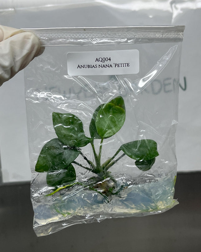 Anubias Nana ‘Petite' Tissue Culture (1 item/bag)
