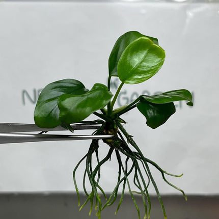 Anubias Nana ‘Petite' Tissue Culture (1 item/bag)
