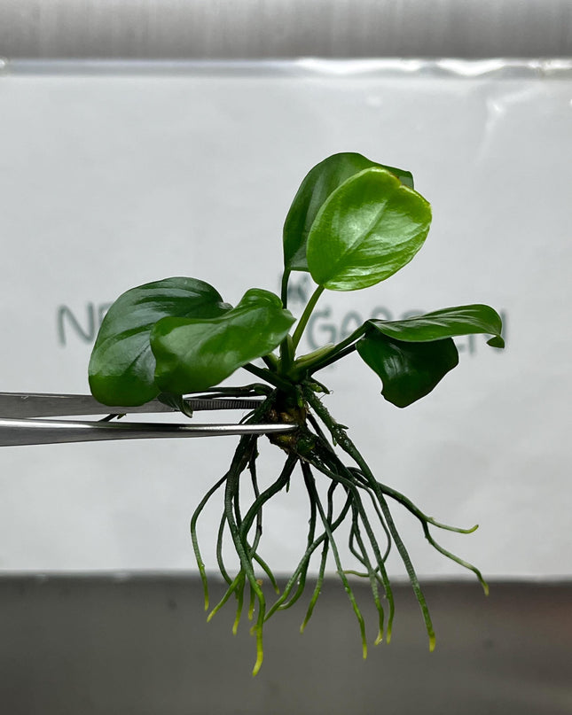 Anubias Nana ‘Petite' Tissue Culture (1 item/bag)
