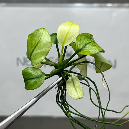 Anubias White Tissue Culture (1 item/bag)