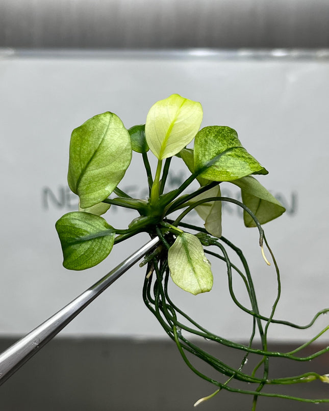 Anubias White Tissue Culture (1 item/bag)