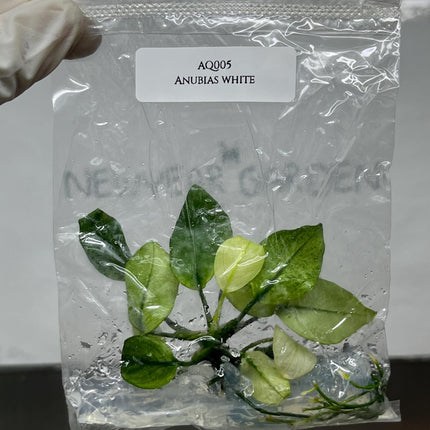 Anubias White Tissue Culture (1 item/bag)