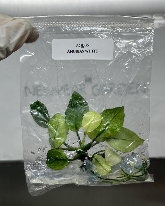 Anubias White Tissue Culture (1 item/bag)