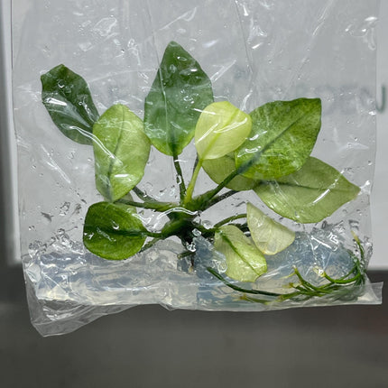 Anubias White Tissue Culture (1 item/bag)