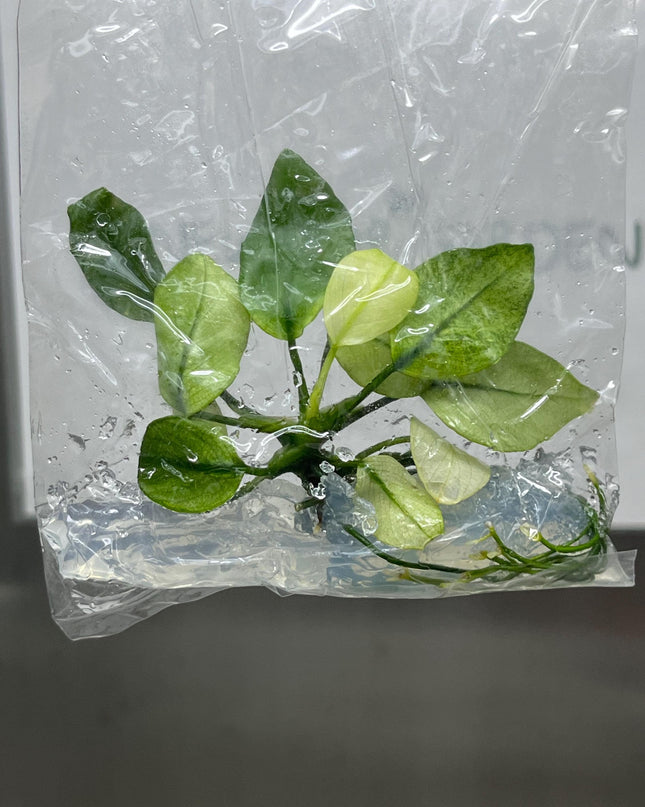 Anubias White Tissue Culture (1 item/bag)