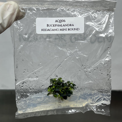 Bucephalandra Kedagang Mini Round Tissue Culture (1 item/bag)