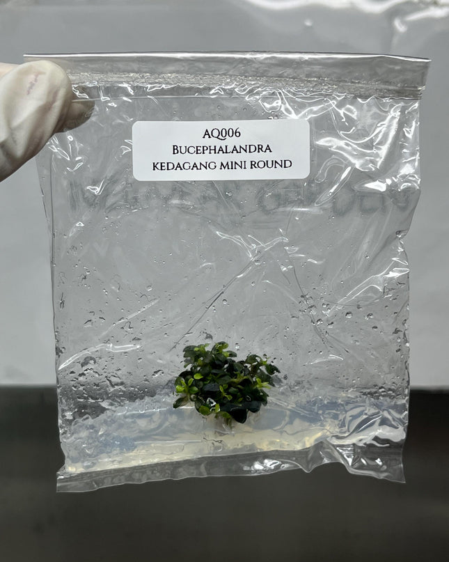 Bucephalandra Kedagang Mini Round Tissue Culture (1 item/bag)