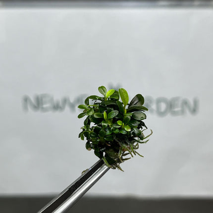 Bucephalandra Brownie Ghost Tissue Culture (1 item/bag)