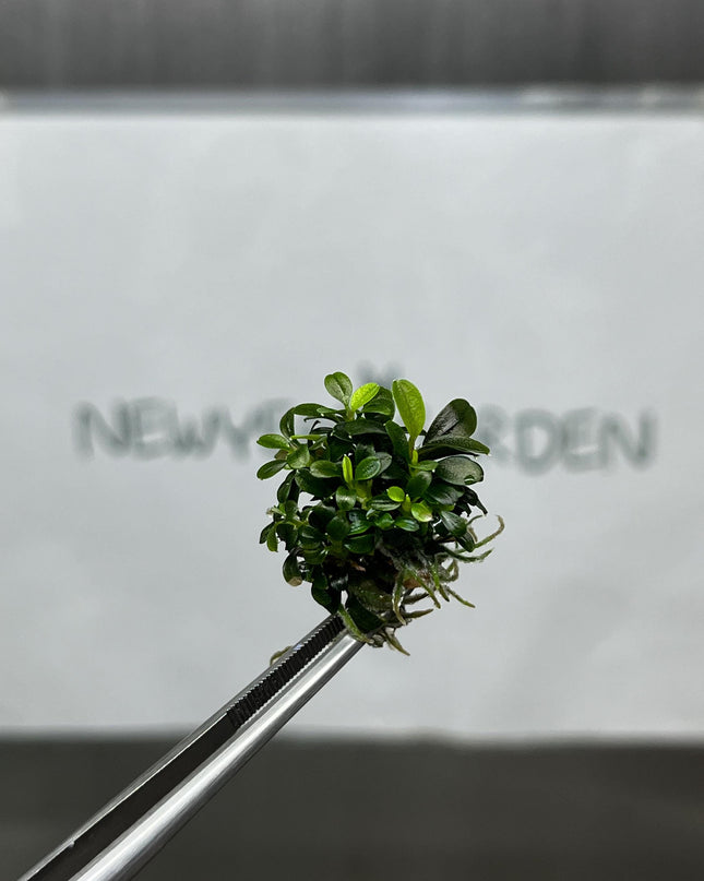 Bucephalandra Brownie Ghost Tissue Culture (1 item/bag)