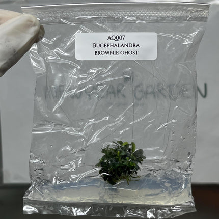 Bucephalandra Brownie Ghost Tissue Culture (1 item/bag)