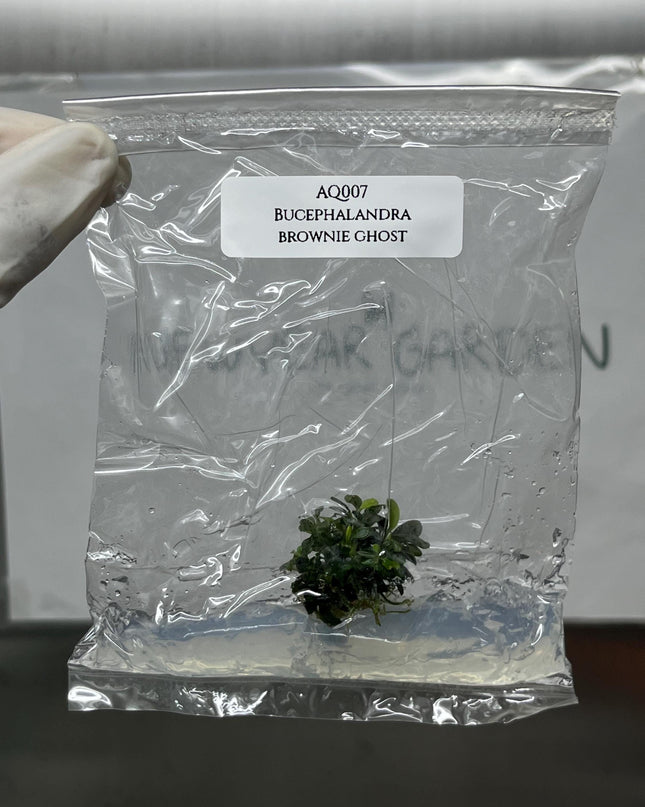 Bucephalandra Brownie Ghost Tissue Culture (1 item/bag)