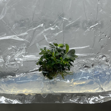 Bucephalandra Brownie Ghost Tissue Culture (1 item/bag)