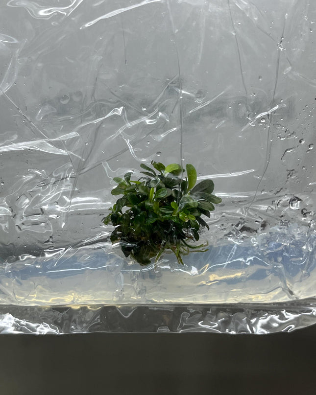 Bucephalandra Brownie Ghost Tissue Culture (1 item/bag)