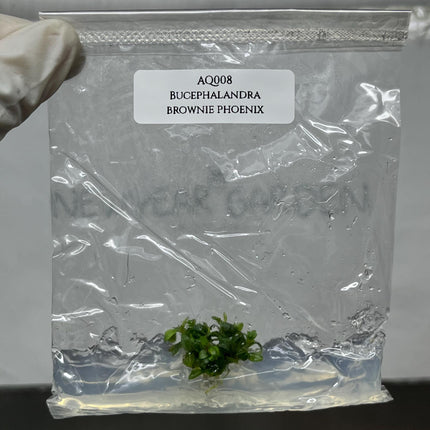 Bucephalandra Brownie Phoenix Tissue Culture (1 item/bag)