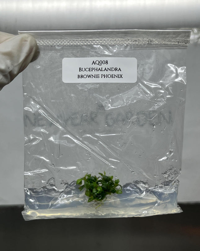 Bucephalandra Brownie Phoenix Tissue Culture (1 item/bag)