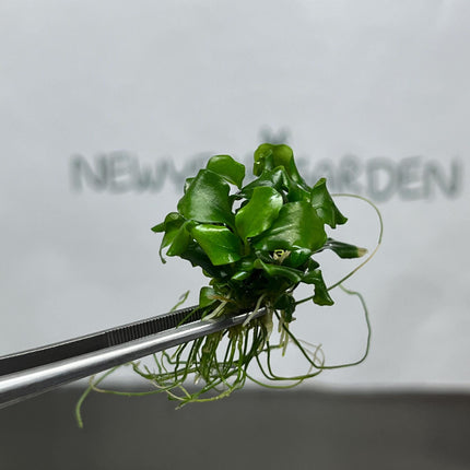 Bucephalandra Green Wavy Tissue Culture (1 item/bag)