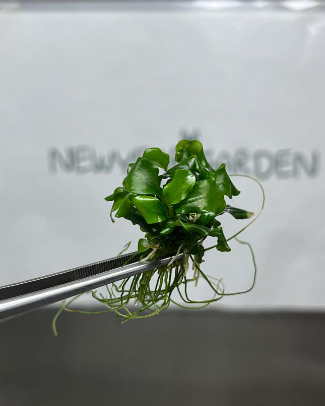 Bucephalandra Green Wavy Tissue Culture (1 item/bag)